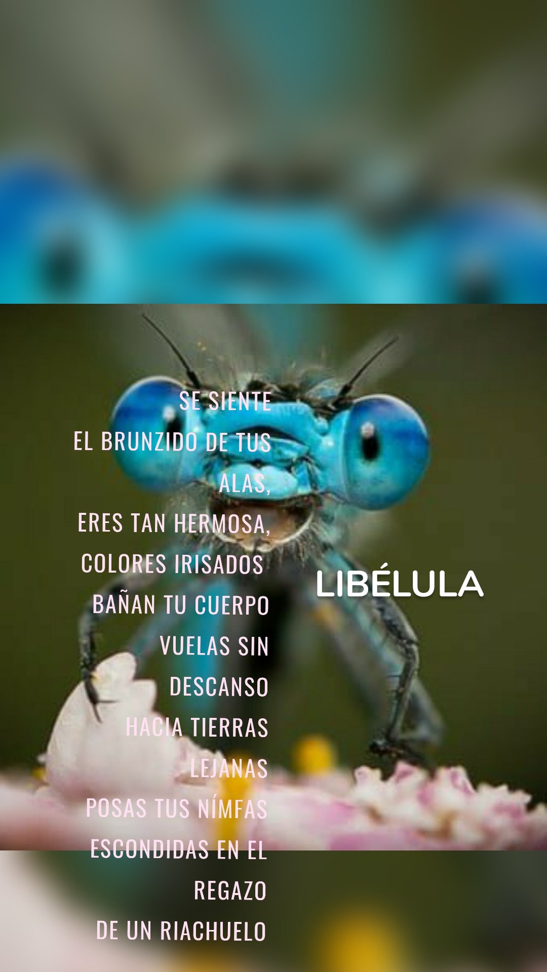 Se siente
El brunzido de tus alas,
Eres tan hermosa,
Colores irisados 
Bañan tu cuerpo
Vuelas sin descanso
Hacia tierras lejanas
Posas tus nímfas
Escondidas en el regazo
De un riachuelo
De plata sesgada
Hermosa criatura,
Eres bella cómo ninguna
Quién pudiera ser cómo tú
Y nacer del agua...
 LIBÉLULA